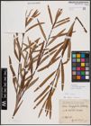 Foto von Salix exigua subsp. interior (Rowlee) Cronquist